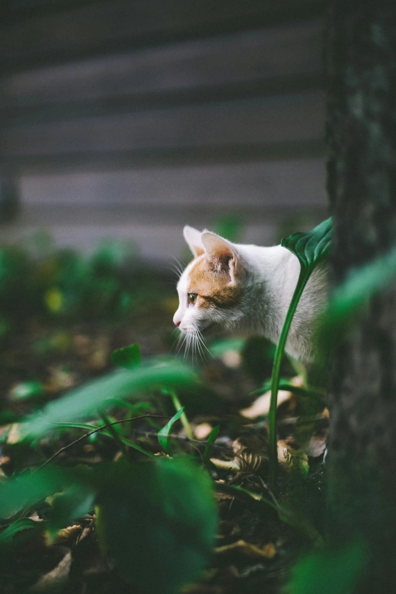 Unsere Ablauf für Urlaubsreisen mit unserer Katze